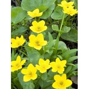  200 Yellow SWAMP MARIGOLD Bidens Aristosa Mutica Flower 