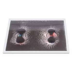 Magnetic Field pattern Kit; Transparent:  Industrial 