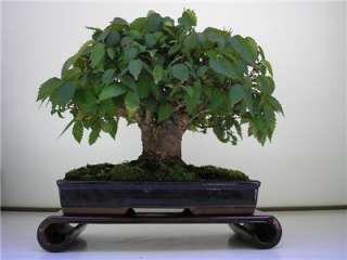 Zelkova Serrata Japanese Elm tree Bonsai seeds ES 61  