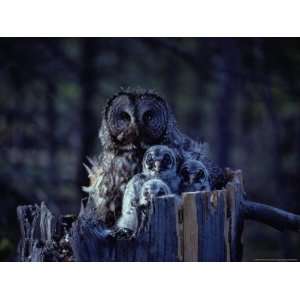  Close View of a Great Gray Owl Sheltering Her Owlets 