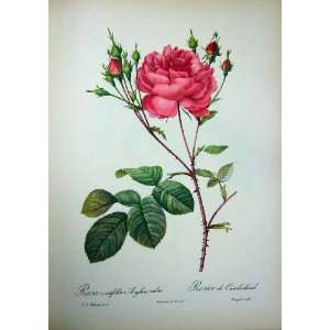  1954 Roses Flowers Rosa Centifolia Anglica Rubra Pink 