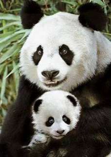 Giant pandas live in a few mountain ranges in central China, inSichuan 