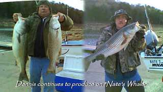 Team Old School, striper baits rigs items in Cow Catcher Umbrella Rigs 