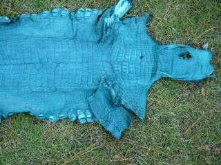 Gator ALLIGATOR belly taxidermy rug skin mount TEAL WOW  