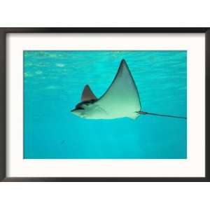 Sting Ray, Sea World, Gold Coast, Queensland, Australia Collections 