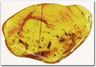 2x pseudoscorpion & 2 x spider fossils in Baltic amber  