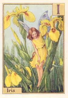 FLOWER FAIRIES ALPHABET:c1940s.IRIS FAIRY. C.M.Barker  