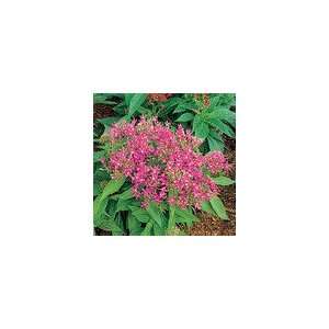  Pentas New Look Pink Seeds Patio, Lawn & Garden