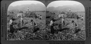 workers on Sugar cane Plantation Lima,Santa Clara, Peru  