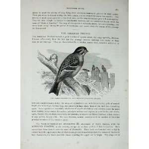  CassellS Birds C1870 White Throated Song Sparrow