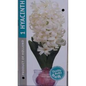  Hyacinth Indoor Bloom Kit   White Patio, Lawn & Garden
