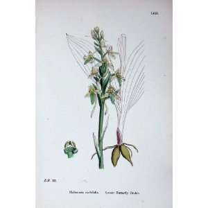  Lesser Butterfly Orchis Botany Plants C1902 Flowers: Home 