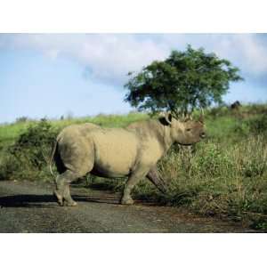  Black Rhinoceros (Rhino), Ceratotherium Simum, Itala Game 