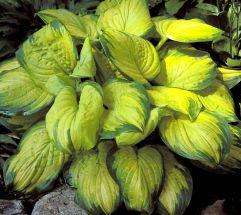 Hosta, Stained GlassDONT MISSLive plant  