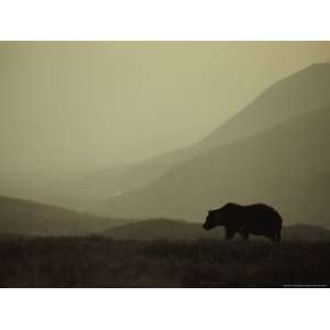  Silhouetted Grizzly Bear in a Foggy Mountain Landscape 
