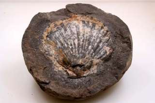 fossil clam weight 9 lbs measurements 7 5 long 7 5 wide 3 5 high 