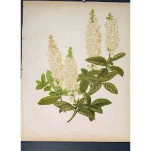  White Alders Clethra Alnifolia Michauxi Flower Print