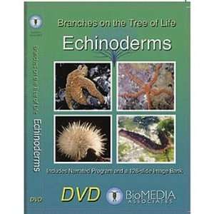 Branches on the Tree of Life: Echinoderms DVD:  Industrial 
