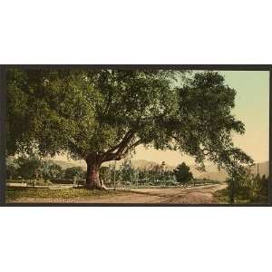  Orange Grove Avenue,Pasadena,dirt road,trees,CA,c1898 