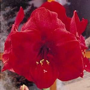 Miracle Red African Amaryllis Bulb   Christmas Blooming 