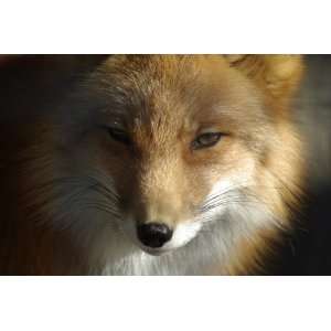  Red Fox Taxidermy Photo Reference CD