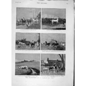   1888 Sketches Plough Tail Bob Horse Hunt Mare Clarke