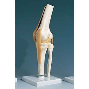 Functional Knee Joint Anatomical Model:  Industrial 