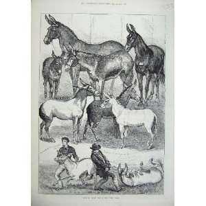  1875 Mule Donkey Show Crystal Palace Animals Old Print 