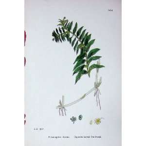  Sowerby Plants C1902 Opposite Leaved Pondweed Densus