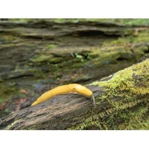 Banana Slug Crawls Across a Moss Covered Log in a Redwood Forest 