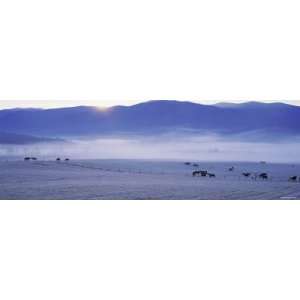 Cattle Grazing in a Field at Dawn, Cades Cove, Great Smoky Mountain 