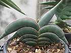 Sansevieria Agave, Variegated Rare Plants items in sansevieria store 