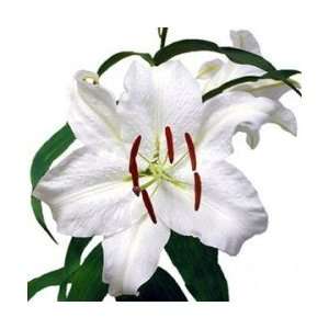  Oriental Lily Casa Blanca 3 bulbs Patio, Lawn & Garden
