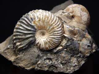 Fossil Ammonite, Deshayesites deshayesi Russia AMN1  