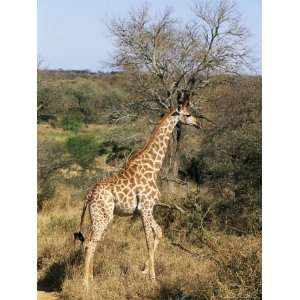  Giraffe (Giraffe Camelopardalis), Mala Mala Game Reserve 