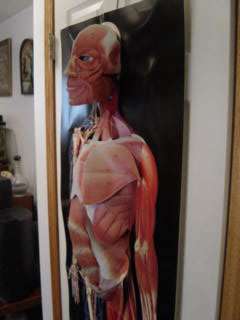 Dimensional Man/Life size Anatomical pop up Wall Chart  