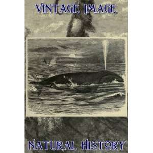   Card Vintage Natural History Image Greenland Whale