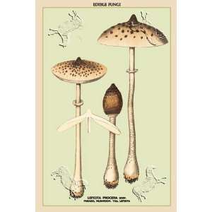  Edible Fungi Parasol Mushroom by unknown. Size 17.75 X 26 