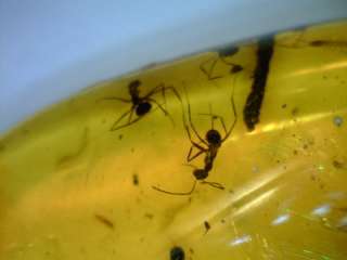Centepede & 5 Worker Ants in Dominican Amber  
