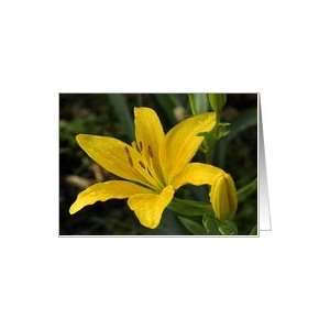  Yellow Asiatic Lilly, blank note card Card Health 