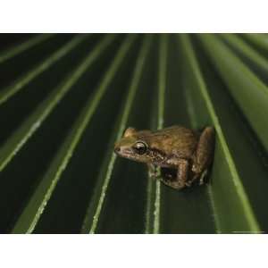 Coqui Frogs Invaded the Hawaiian Islands From Imported Plants Premium 