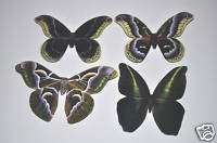 Butterfly Moth Magnets Promethia,India Cynthia & Owl  