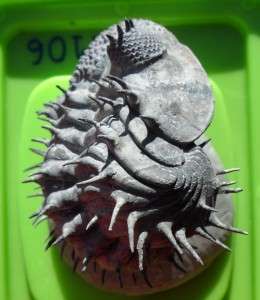 100% NATURAL DROTOPS ARMATUS FOSSIL TRILOBITE.MOROCCO. PERFECT 