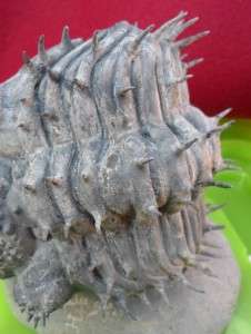 100% NATURAL DROTOPS ARMATUS FOSSIL TRILOBITE.MOROCCO. PERFECT 