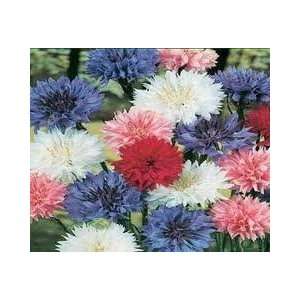  Bachelor Button (Centaurea Cyanus) Tall Mix Seed   By The 