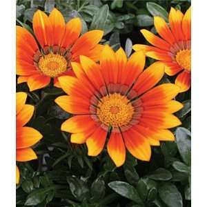  Gazania, Kiss? Bronze Star Hybrid 1 Pkt. (25 seeds) Patio 