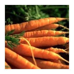   Half Long Carrots   1/4oz. Bulk Vegetable Seed: Patio, Lawn & Garden