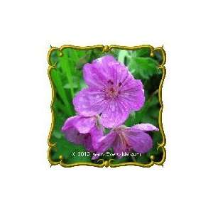     Sticky Purple Geranium Bulk Wildflower Seeds Patio, Lawn & Garden