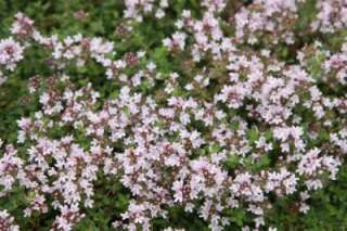 S114 Thyme Thymus Serpyllum Creeping Pink Chintz Herbs 1100 Flower 