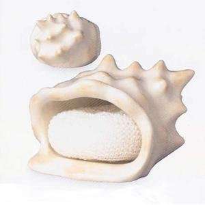   : Conch Sea Shell Seashell Beach Soap Scrubby Holder: Home & Kitchen